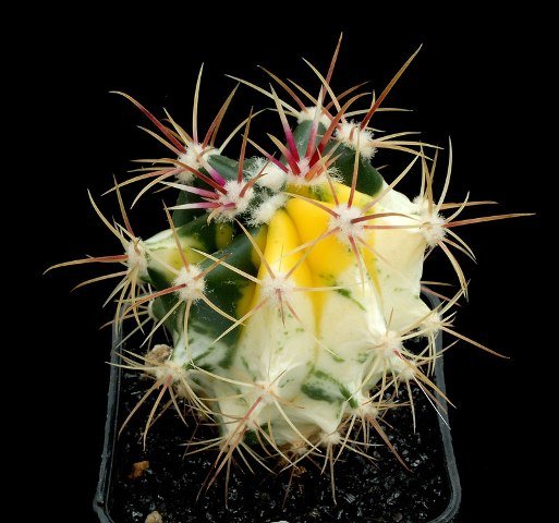 Echinocactus_2